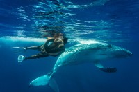 Yoga and swimming with whales in Tonga